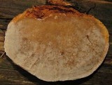 Hexagonia hydnoides image