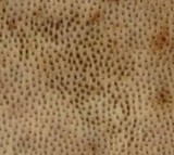 Hexagonia hydnoides image