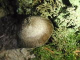 Pluteus atromarginatus image