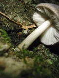 Pluteus atromarginatus image