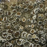 Myriolecis dispersa image