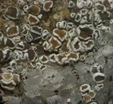 Myriolecis dispersa image