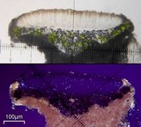 Myriolecis dispersa image