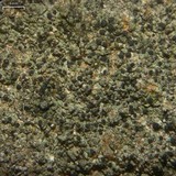 Amandinea punctata image