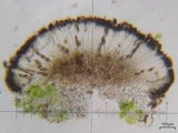 Amandinea punctata image