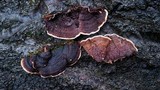 Punctularia strigosozonata image