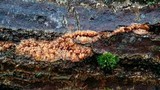 Phlebia radiata image
