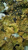 Lasallia papulosa image