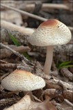 Lepiota cristata image
