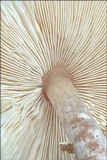 Lepiota cristata image
