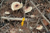 Lepiota cristata image