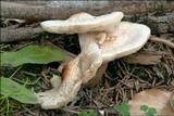 Lepiota cristata image