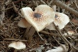 Lepiota cristata image