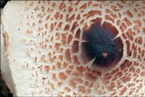 Lepiota cristata image