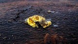 Hypocrea sulphurea image