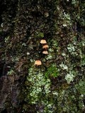 Mycena corticola image