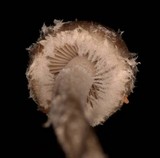 Psathyrella pennata image