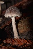 Psathyrella pennata image