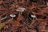 Psathyrella pennata image