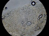 Psathyrella pennata image