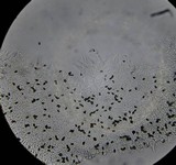 Psathyrella pennata image