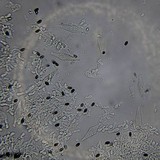 Psathyrella pennata image