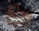Psathyrella pennata image