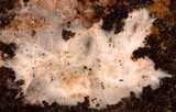 Porotheleum fimbriatum image