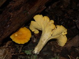 Cantharellus lateritius image