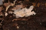 Porotheleum fimbriatum image