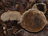 Coltricia montagnei image
