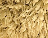 Hydnopolyporus fimbriatus image
