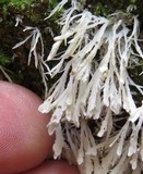 Hydnopolyporus fimbriatus image