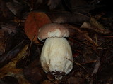 Boletus nobilis image