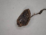 Ciborinia camelliae image
