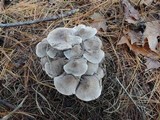 Tricholoma pseudoterreum image