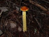 Heimioporus betula image