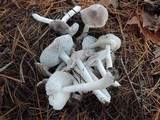 Tricholoma pseudoterreum image
