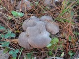 Tricholoma pseudoterreum image
