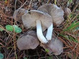 Tricholoma pseudoterreum image
