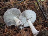 Tricholoma pseudoterreum image