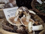 Cortinarius albofragrans image