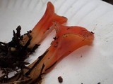 Guepinia helvelloides image