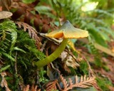 Humidicutis marginata var. olivacea image