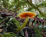 Humidicutis marginata var. olivacea image