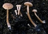 Tubaria conspersa image
