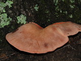 Fistulina hepatica image