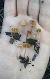 Tubaria conspersa image