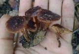 Gymnopus fuscopurpureus image