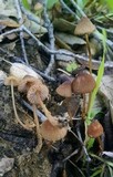 Mycena californiensis image